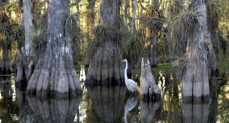 10-must-do-things-florida-royal-shell-real-estate