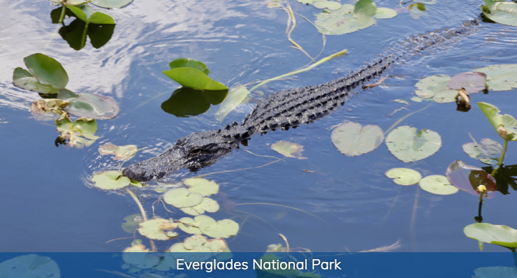 everglades-national-park-must-do-things-in-florida